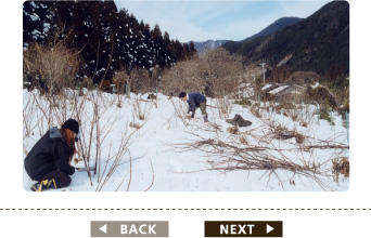 冬の刈り取り後の工程・その1