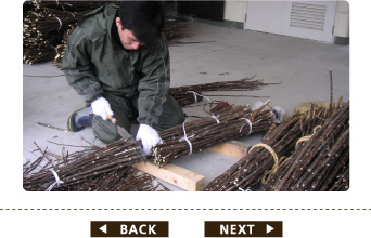 冬の刈り取り後の工程・その4